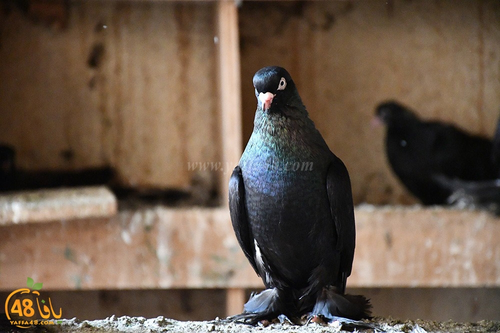 zohdi 3ashoor (109).jpeg